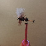 Royal Coachman con poly